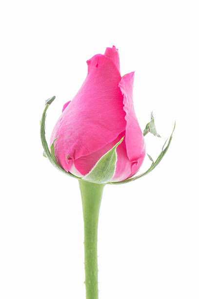 istock Close up  pink rose on  white background 464532328
