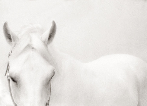 Horse photography, outdoors, happy animals on a flower field having fun.