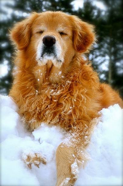 Too Much Snow In NH this year