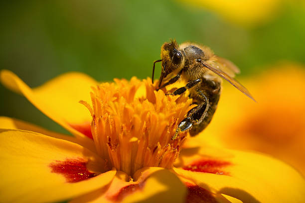 miele ape raccogliere polline - insect animal eye flower flower head foto e immagini stock