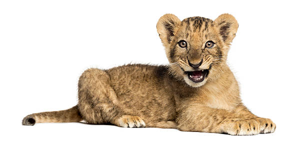 istock Side view of Lion cub lying, roaring, 10 weeks old 464538487