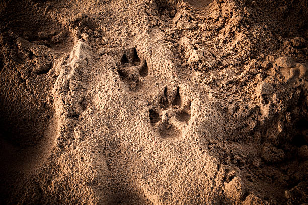 cão de pé imprime na areia - paw print animal track footprint beach imagens e fotografias de stock