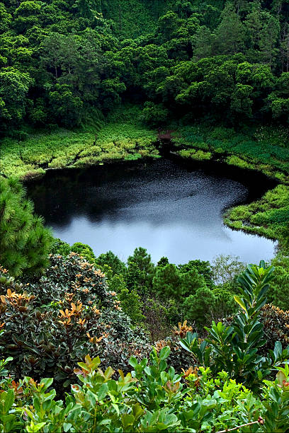 istock lake mountain plant 464540311