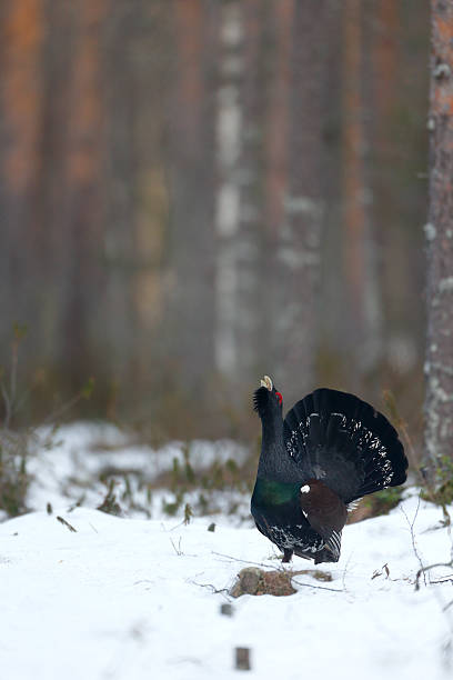 Capercaillie, Tetrao urogallus Capercaillie, Tetrao urogallus, single male in snowy forest displaying at lek, Finland, April 2013 capercaillie grouse grouse wildlife scotland stock pictures, royalty-free photos & images