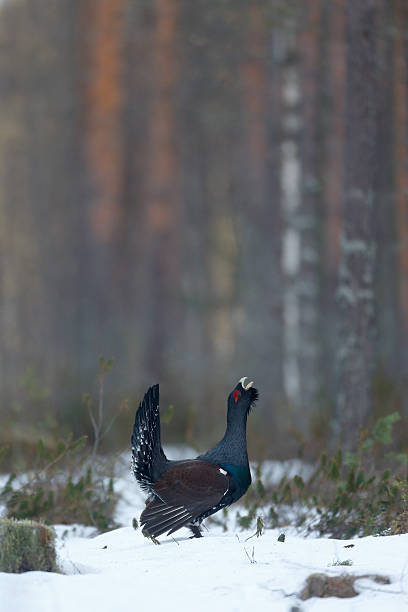 Capercaillie, Tetrao urogallus Capercaillie, Tetrao urogallus, single male in snowy forest displaying at lek, Finland, April 2013 capercaillie grouse grouse wildlife scotland stock pictures, royalty-free photos & images