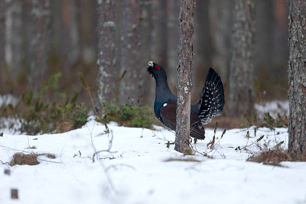 Capercaillie, Tetrao urogallus Capercaillie, Tetrao urogallus, single male in snowy forest displaying at lek, Finland, April 2013 capercaillie grouse grouse wildlife scotland stock pictures, royalty-free photos & images