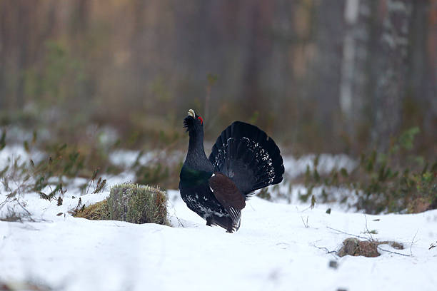 Capercaillie, Tetrao urogallus Capercaillie, Tetrao urogallus, single male in snowy forest displaying at lek, Finland, April 2013 capercaillie grouse grouse wildlife scotland stock pictures, royalty-free photos & images