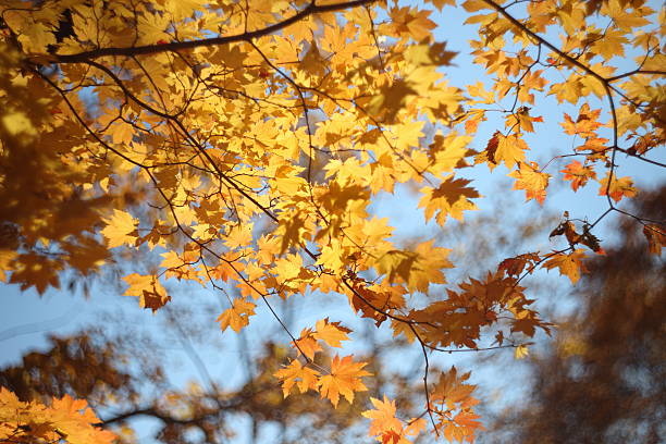 istock Autumn yellow marple leaves 464541906