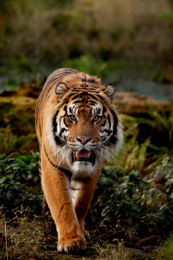 A beautiful, powerful adult Sumatran Tiger ( Panthera Tigris Sumatrae ) stalking through the undergrowth.