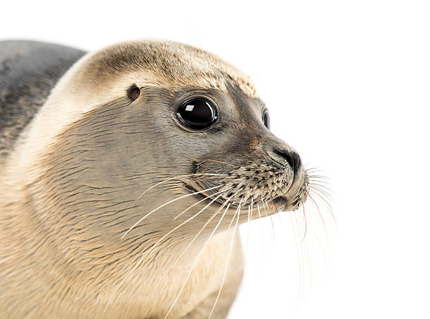 istock Close-up of a Common seal, Phoca vitulina, 8 months old 464542821