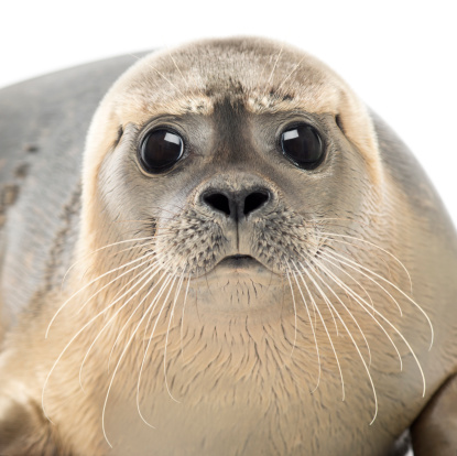 Close-up of a Common seal looking at the camera, Phoca vitulina, 8 months old, isolated on white