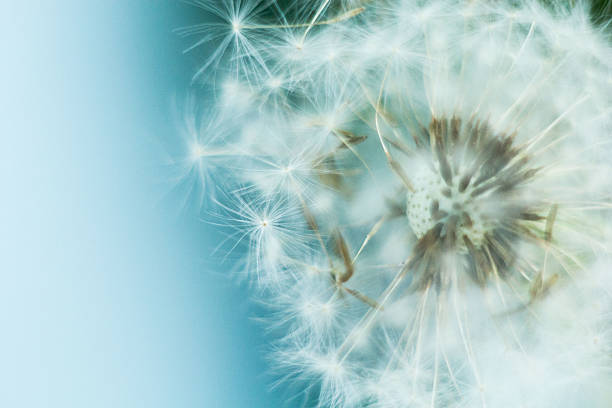 istock dandelion blowball and flying seeds 464542992