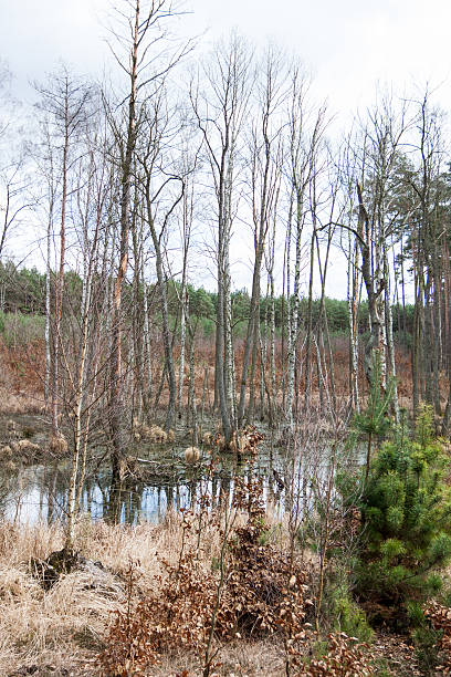 istock Floodplains - swamp in the forest in spring 464543000