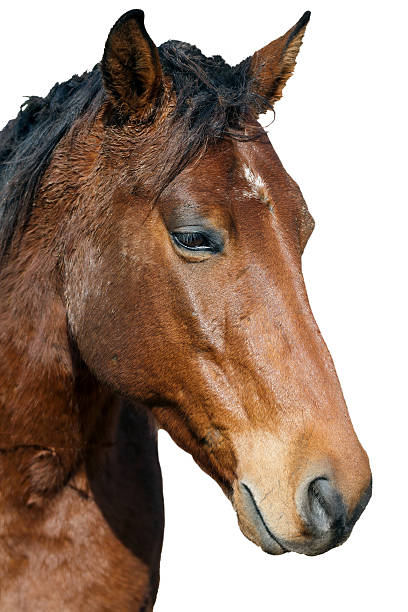 istock horse portrait 464543587