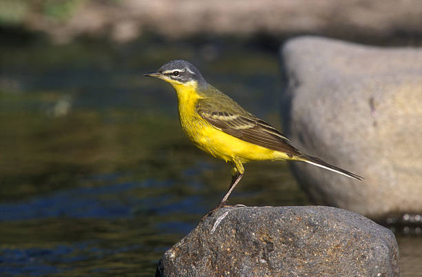 istock Yellow wagtail,  Motacilla flava 464543915