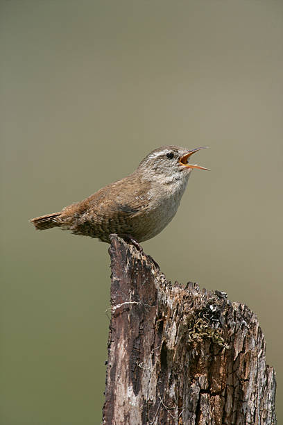 istock Wren, Troglodytes troglodytess 464544571