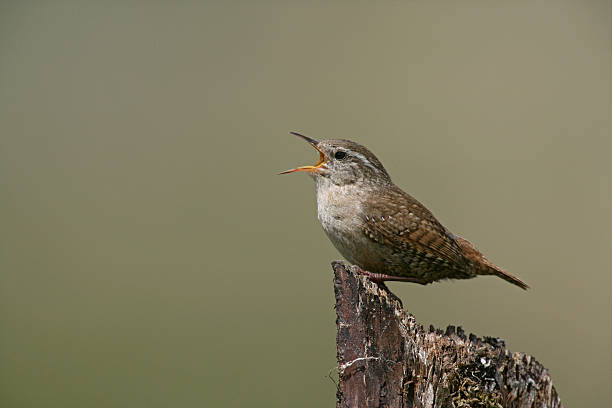 istock Wren, Troglodytes troglodytess 464544665