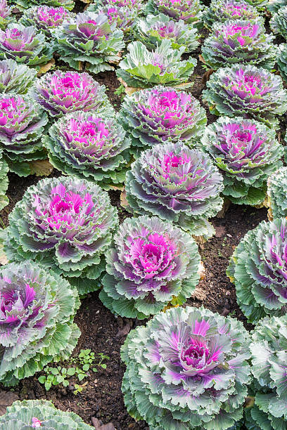 istock Purple Ornamental Cabbage plants 464545691
