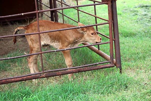 Agriculture: Sick Orphan Baby Calf with Scours or Diarrhea stock photo