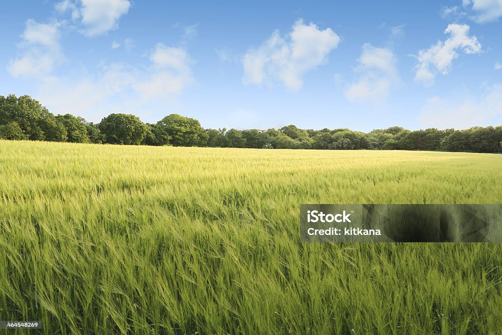 Corn field on a summers day Perfect scene of a an English summer wheat field just ready for harvest, vivid Treelined Stock Photo