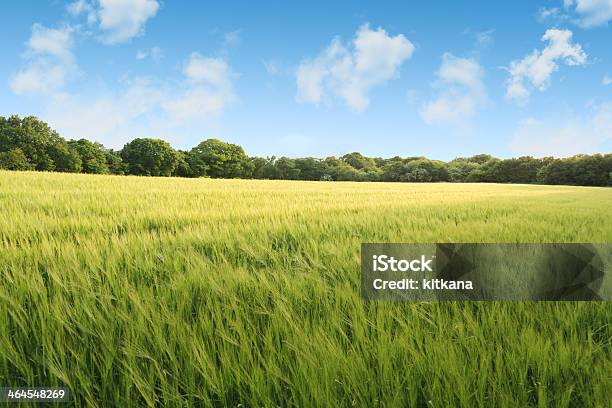 Corn Field On A Summers Day Stock Photo - Download Image Now - Treelined, Agricultural Field, Agriculture