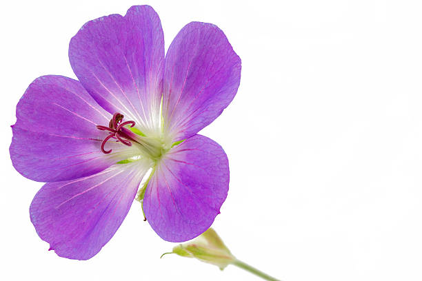 Cranesbill isolated on white background.