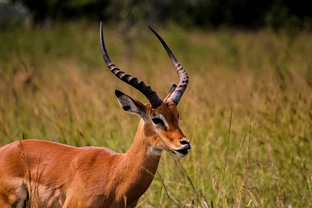 istock Akagera National park in Rwanda 464549575