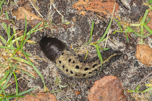 Black keel back slug, Limax cinereoniger