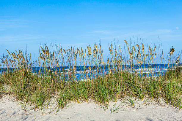 istock grass at the beach on dune with sky 464550313