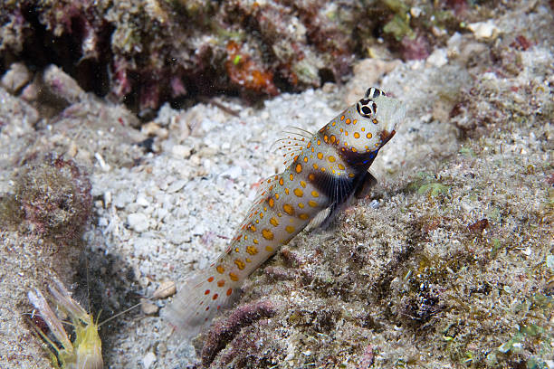 Goby and shrimp Goby and shrimp shrimp goby stock pictures, royalty-free photos & images