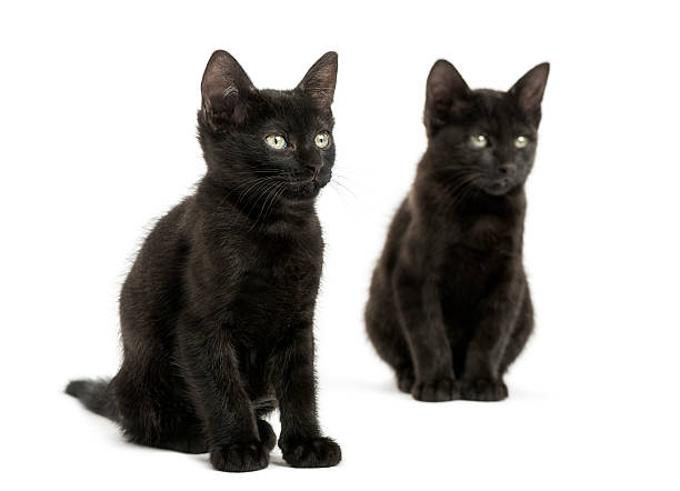 istock Two Black kittens sitting, looking away, 2 months old, isolated 464551423