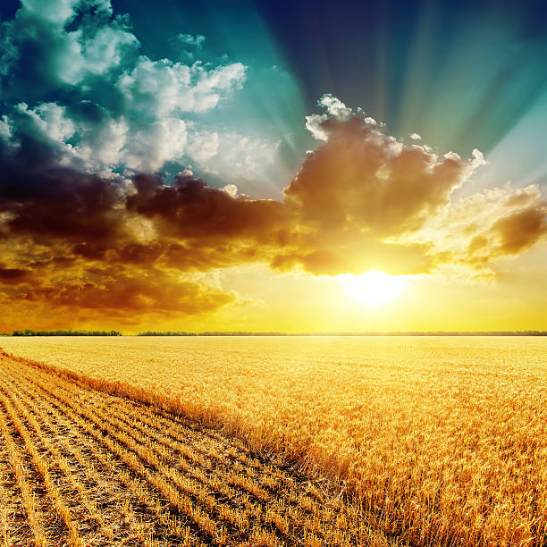 istock golden harvesting field and beautiful sunset 464552976