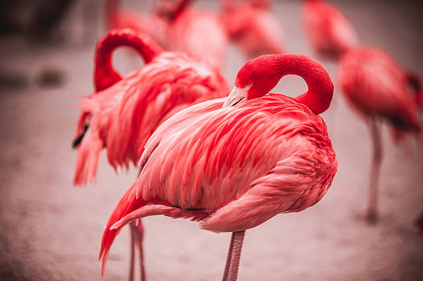 istock Pink flamingos against green background 464553014