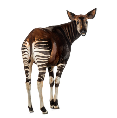 Vista posterior de un Okapi, volviendo y mooing photo