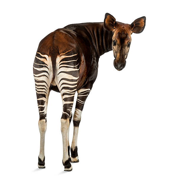 Rear view of an Okapi, looking back at the camera Rear view of an Okapi, looking back at the camera, Okapia johnstoni, isolated on white Okapi stock pictures, royalty-free photos & images