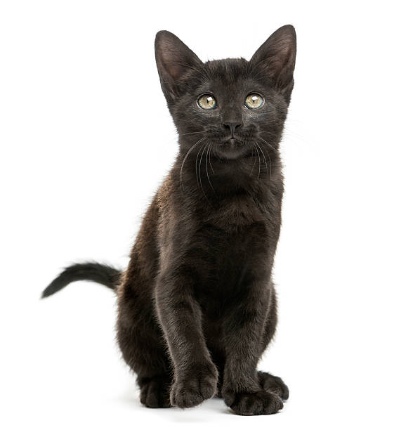 istock Front view of a Black kitten sitting, looking up 464555647