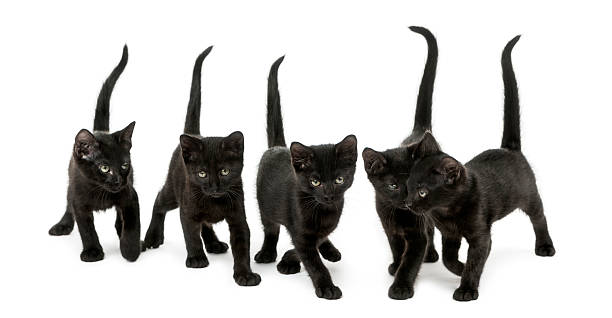 istock Group of Black kitten walking in the same direction 464555683
