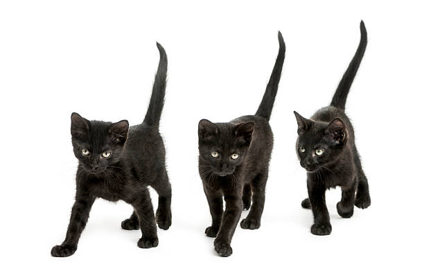 istock Group of Black kitten walking in the same direction 464555727