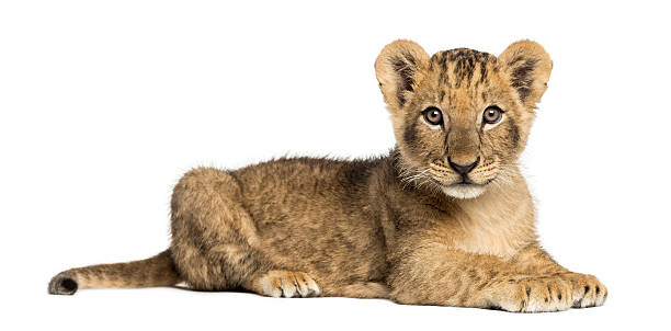 istock Side view of Lion cub lying, looking at the camera 464555799