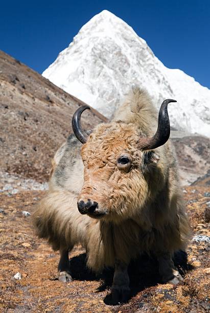 istock Yak on the way to Everest base camp 464559096