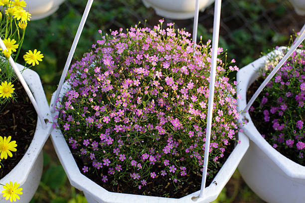 cesta colgante crisantemo - hanging flower basket isolated fotografías e imágenes de stock