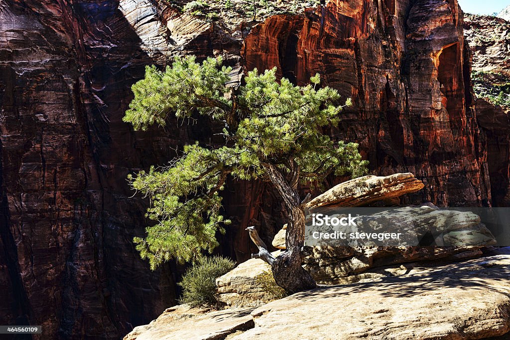 Bristlecone Pine in Zion National Park - Lizenzfrei Am Rand Stock-Foto