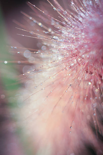istock drops of dew on a green grass 464560162