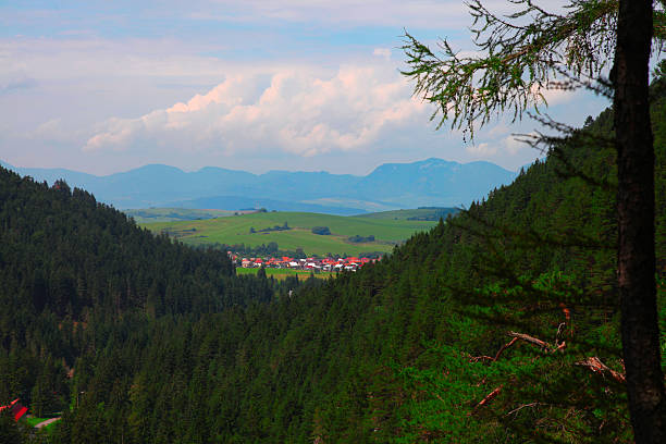 istock Forest trees in Slovakia Tatra Mountains 464560403