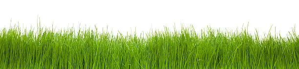Photo of Green grass on isolated white.