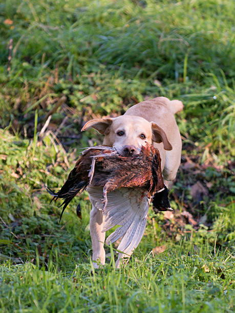 gun chien - pheasant hunting dog retriever photos et images de collection