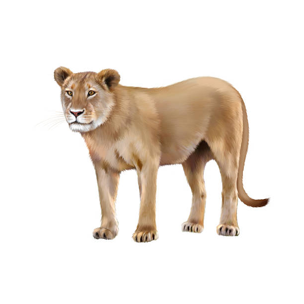 Lioness - Panthera leo in front of a white background
