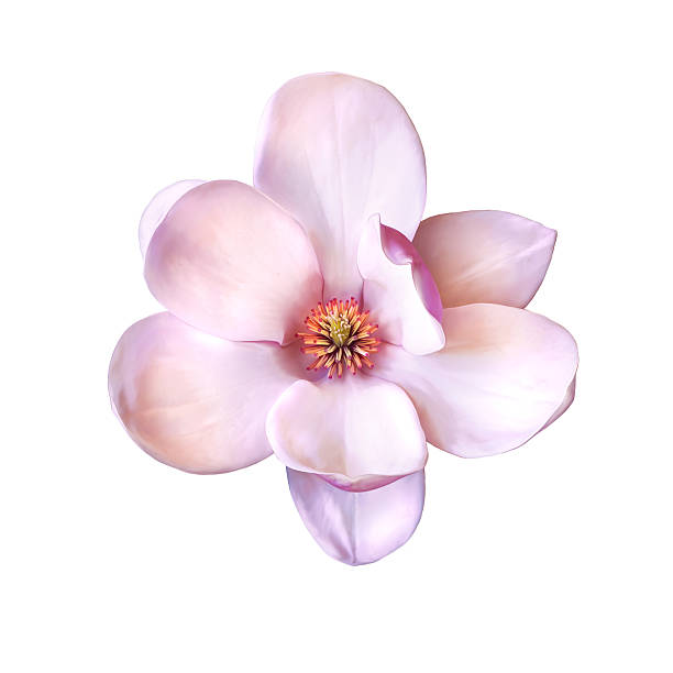 istock Illustration of a magnolia flower 464562598