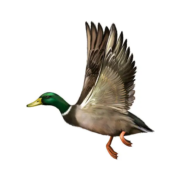 Photo of Mallard Drake In Flight,