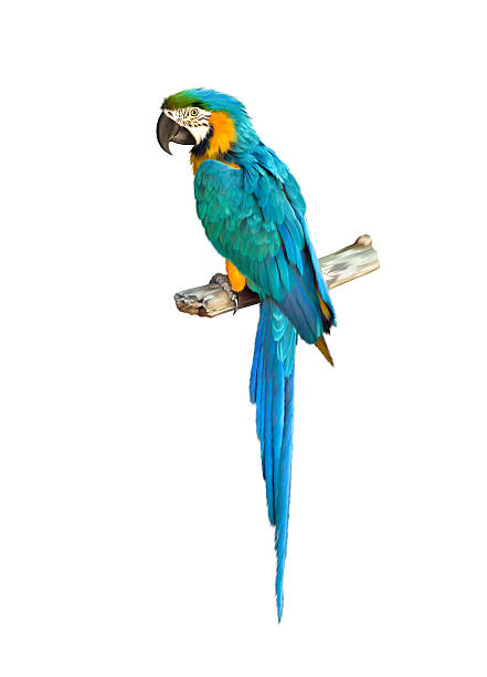 istock Colorful blue parrot macaw against white background 464562610